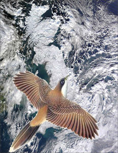 cuckoo